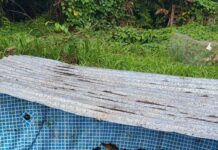 POLICÍA DE SAN JUAN INCAUTA CAIMANES EN RESIDENCIAL EL FLAMBOYÁN