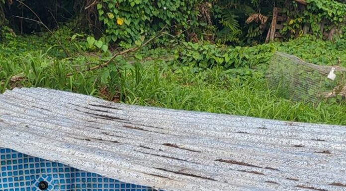 POLICÍA DE SAN JUAN INCAUTA CAIMANES EN RESIDENCIAL EL FLAMBOYÁN