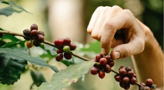 Comisionada residente anuncia fondos federales para 192 agricultores en la isla