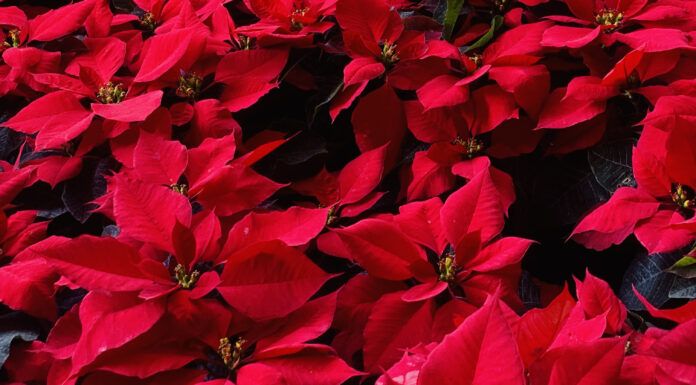 JARDÍN BOTÁNICO DE LA UPR CELEBRA ESTE FIN DE SEMANA SU 27MO FESTIVAL DE PASCUAS Y HUERTOS CASEROS