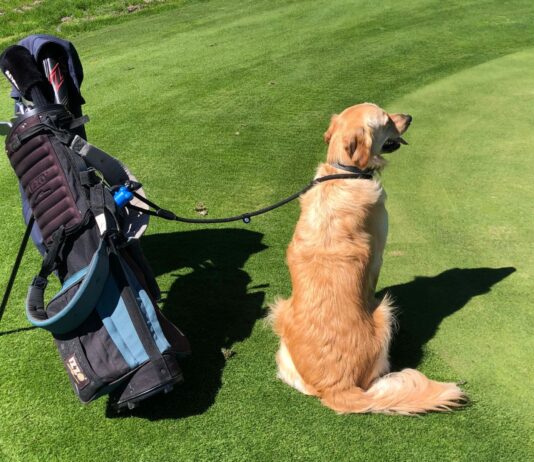 GUAU GOLF CHAMPIONSHIP RECAUDARÁ FONDOS PARA ANIMALES RESCATADOS
