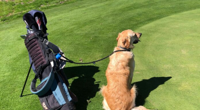 GUAU GOLF CHAMPIONSHIP RECAUDARÁ FONDOS PARA ANIMALES RESCATADOS