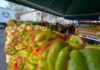 PEÑUELAS CELEBRA MERCADO AGRÍCOLA FAMILIAR CON PARTICIPACIÓN DE 800 FAMILIAS
